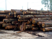 SNL Woods - Sawn Timber & Logs