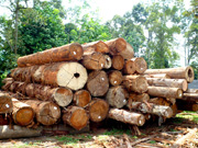 SNL Woods - Sawn Timber & Logs